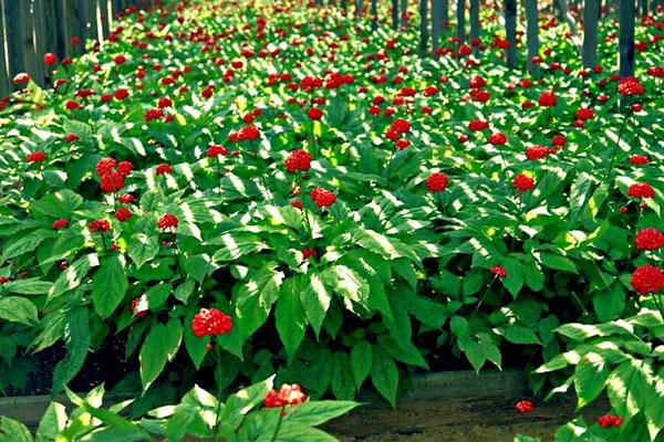 faire pousser du ginseng