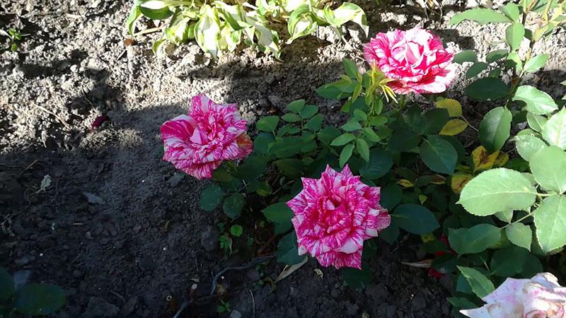 cuidando una rosa en el jardín
