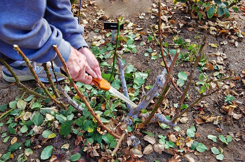 preparando la rosa para el invierno