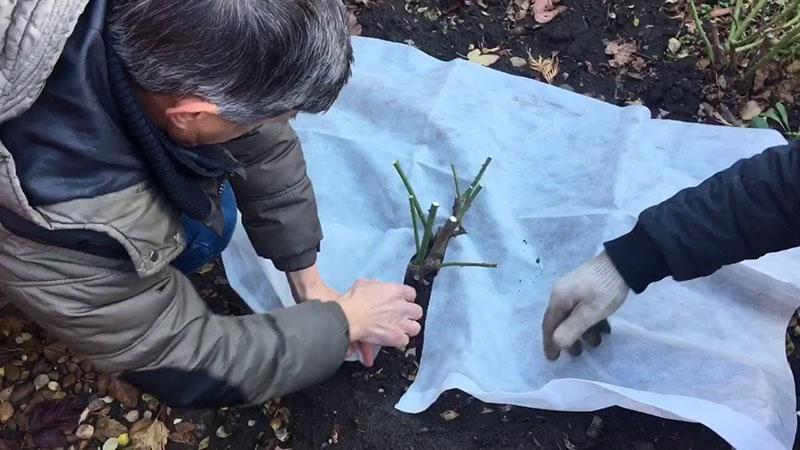 abriter un jeune buisson
