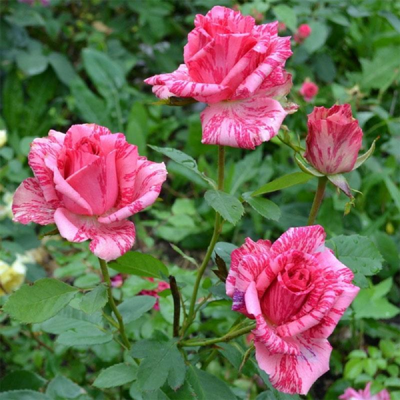 rose Rose Intuition