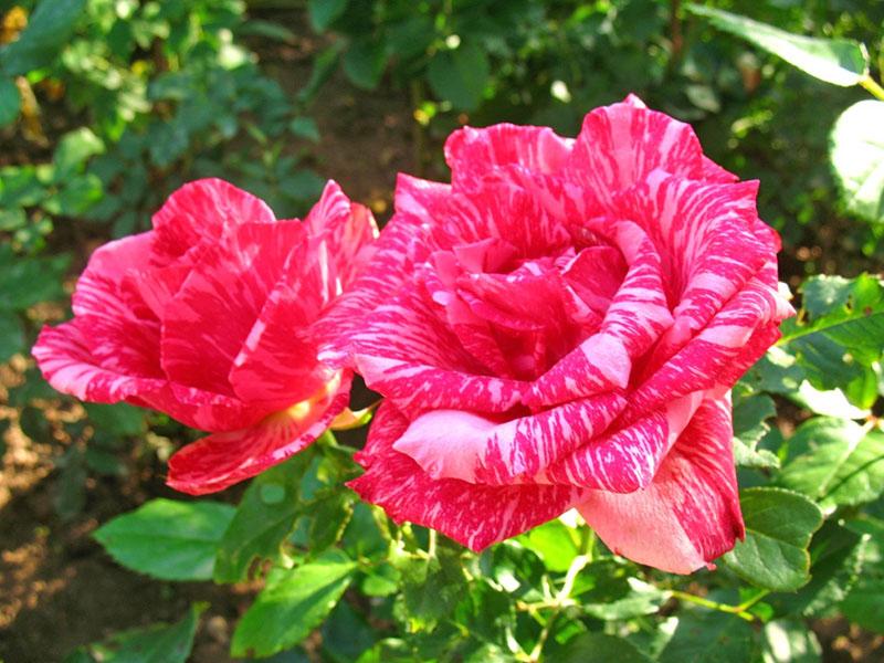 rose thé hybride Pink Intuition
