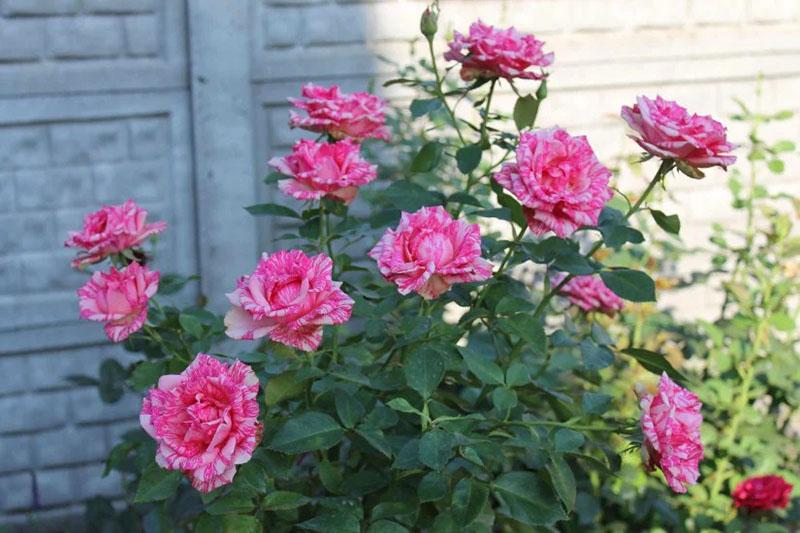 fleurs roses