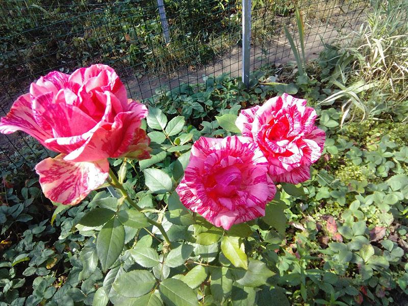 plantar y cuidar una rosa en el sitio