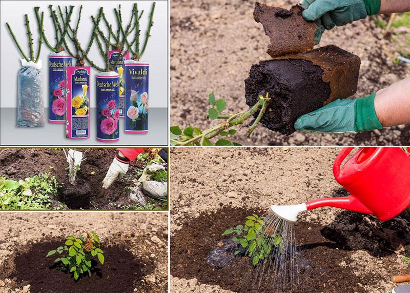 planter un semis acheté