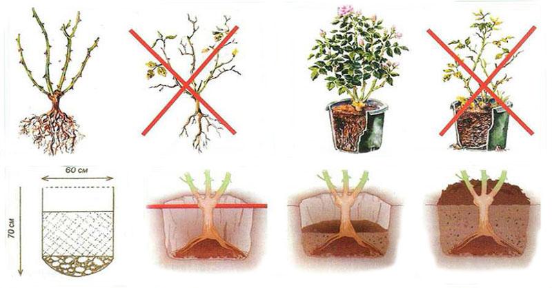 planter un semis de rosier Pink Intuition