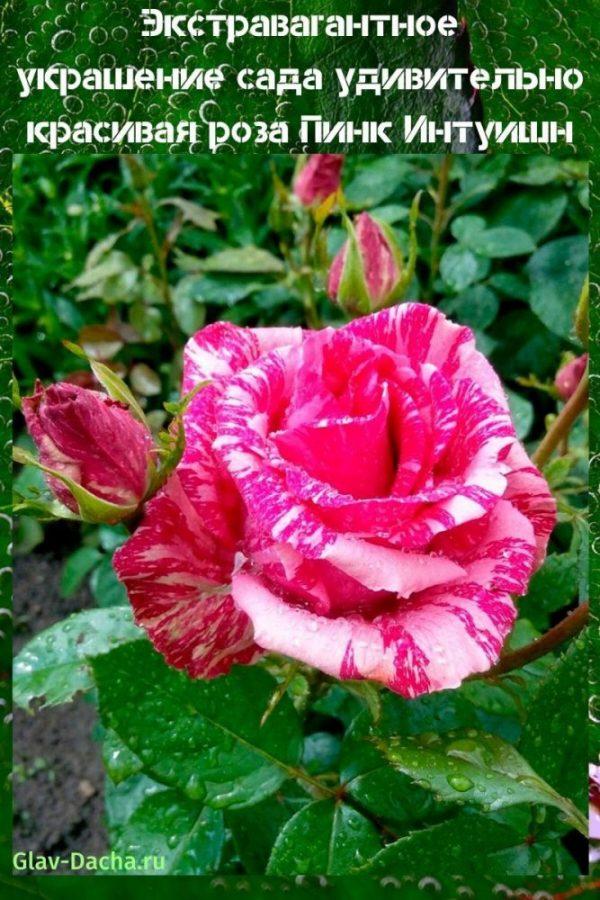 rose Rose Intuition