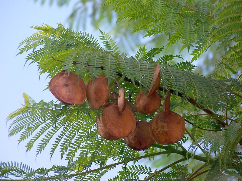 graines de jacaranda