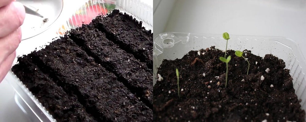 plantation et germination des graines