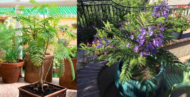 Rare fleur de chambre jacaranda