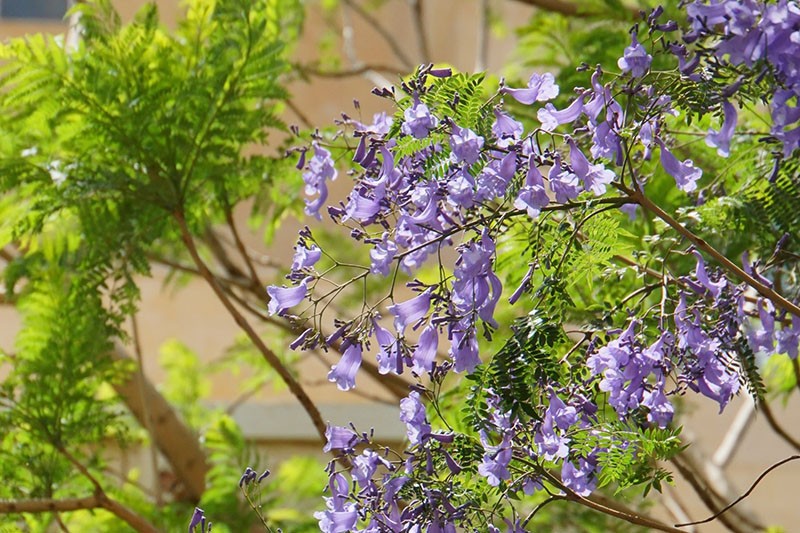 le violet est en fleur