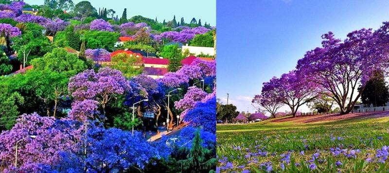 jacaranda dans la nature