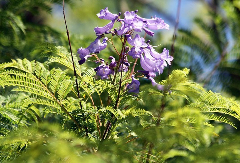 feuillage ajouré et floraison inhabituelle