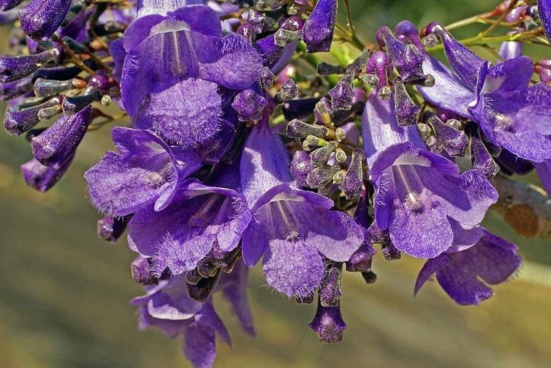 Thunderphones violets inhabituels