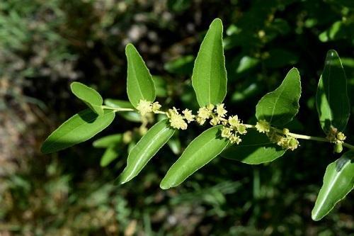 flor de ziziphus