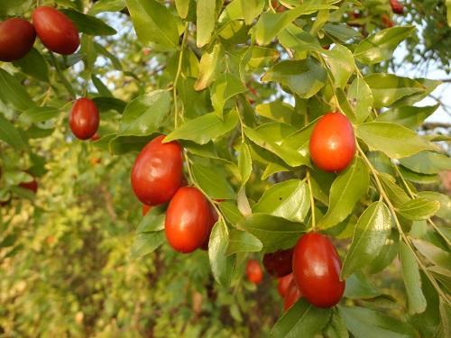 frutos de ziziphus