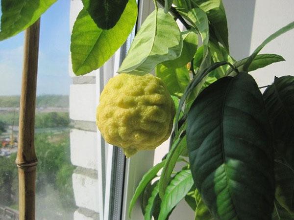 citron en casa en el alféizar de la ventana