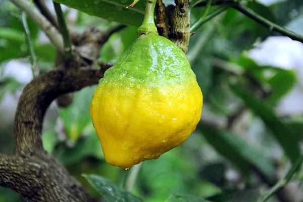 caractéristiques des soins au citron