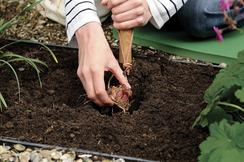 el proceso de plantar bulbos de lirio