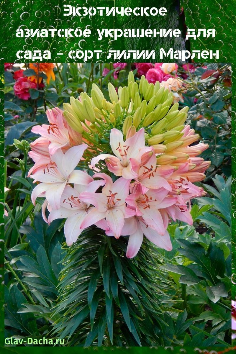 Variedad de lirio marlene