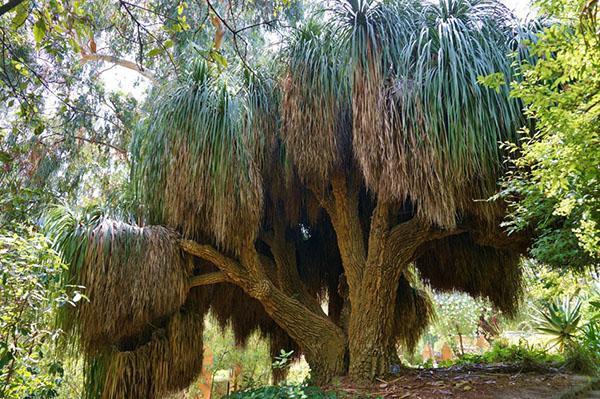 Bocarnea de hoja larga en la naturaleza