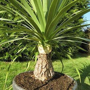 Bocarnea longifolia