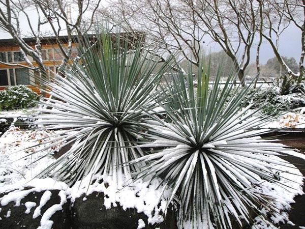 Nolina Nelson sous la neige