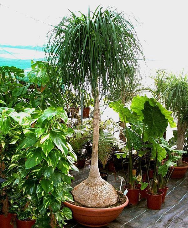 Planta joven de bokarnea doblada hacia atrás en un invernadero