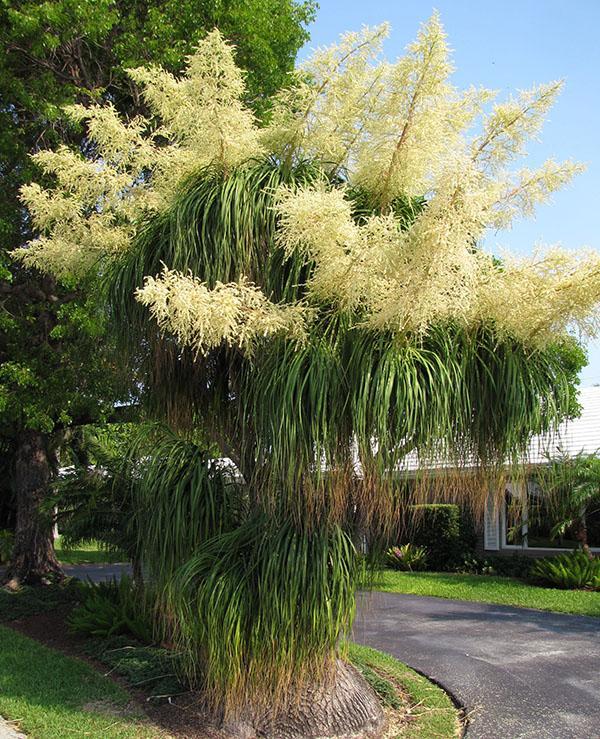 Floración bokarnea doblada