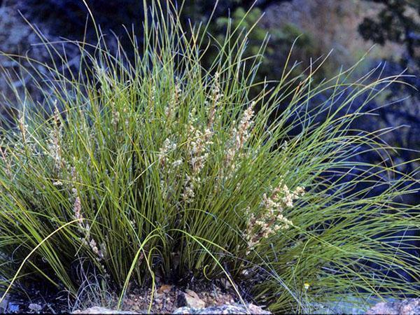 Bokarnea Microcarpa floreciente