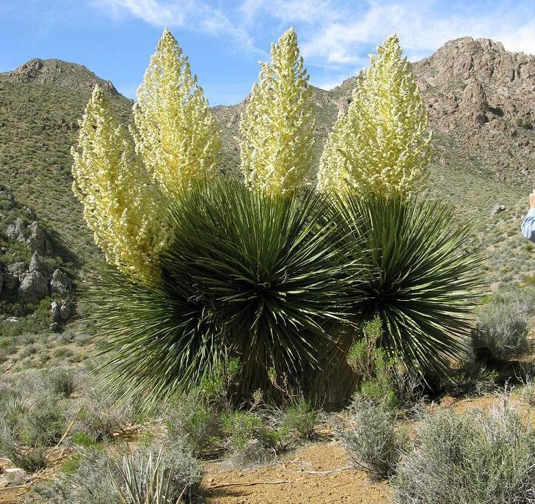 Bocarney Parry avec inflorescences