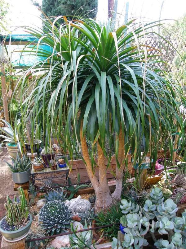 Bocarnea Guatemalteca en invernadero