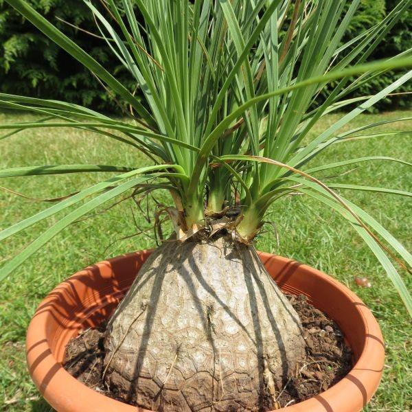 Bocarnea delgada