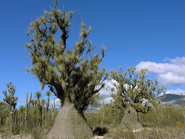 Bocarnea mince au sud de Zapotitlan Salinas au Mexique