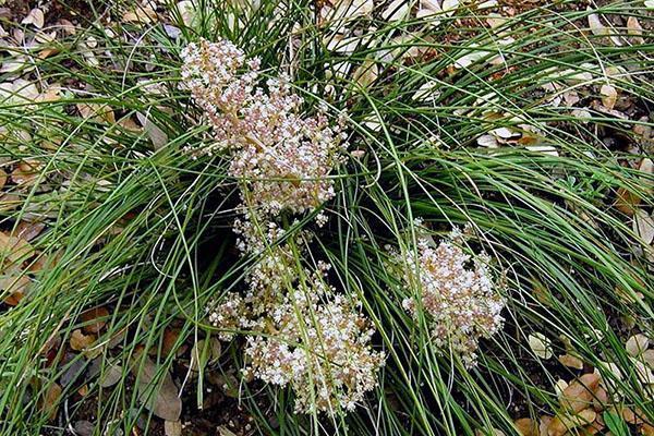 Nolina Lindemeira en fleurs