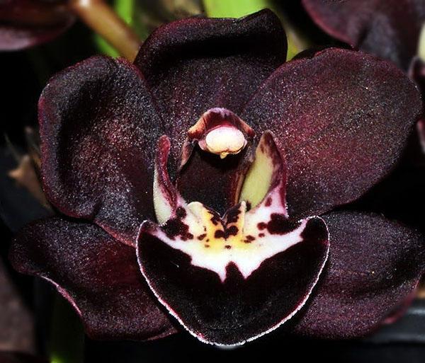 conocimiento cercano de la orquídea negra
