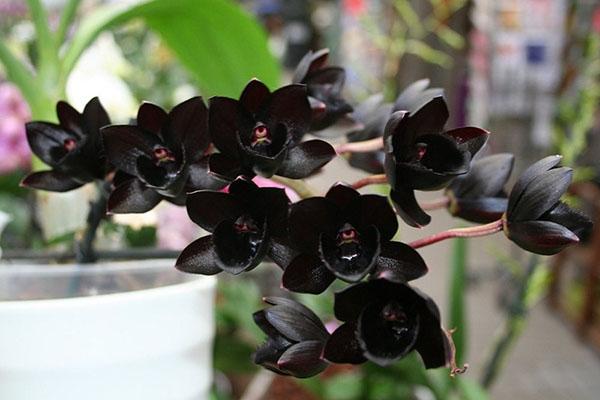 cuidado de la orquídea negra