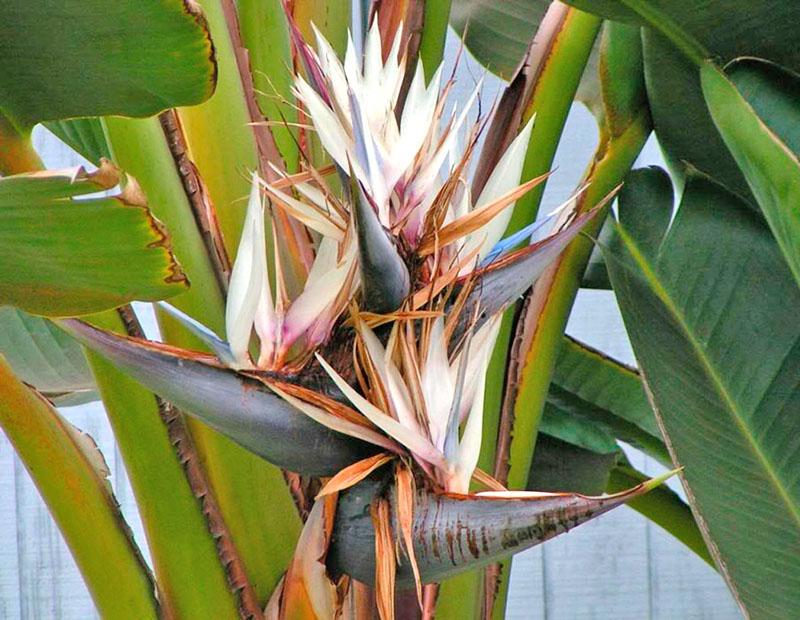 Strelitzia Nikolaï