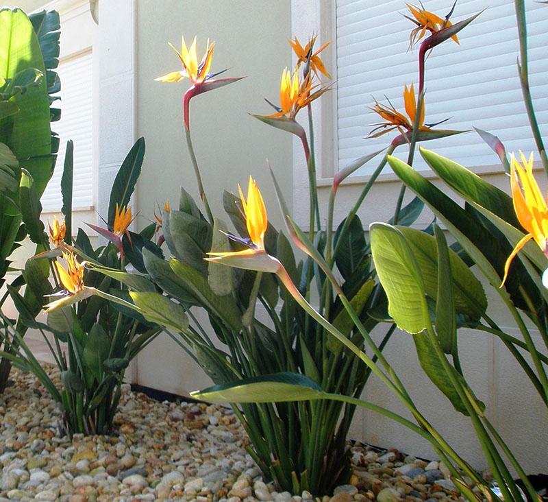 éclairage idéal pour strelitzia