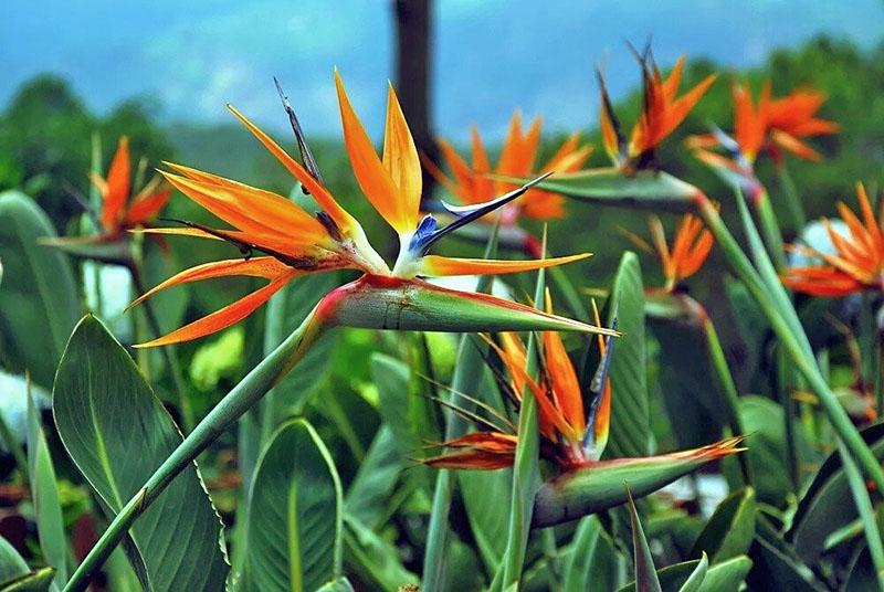 variétés de fleurs de strecilia