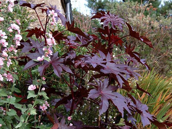 planta de aceite de ricino y stock-rose
