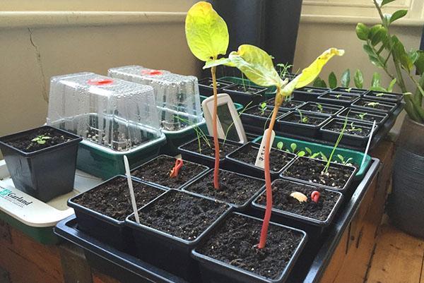 cultivo de plántulas de ricino