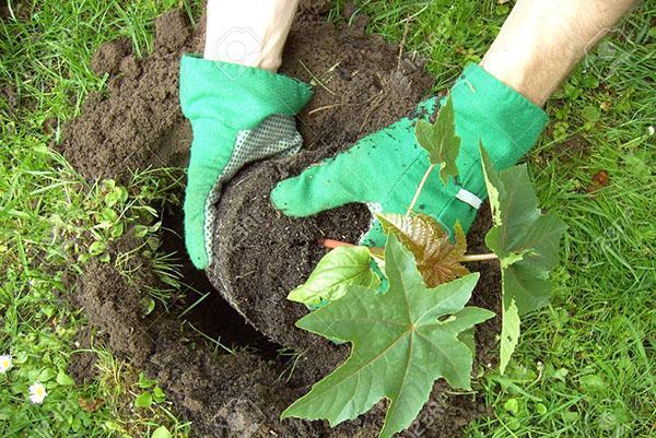 plantar una plántula de ricino