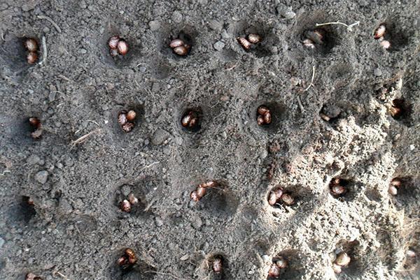 plantar semillas de ricino