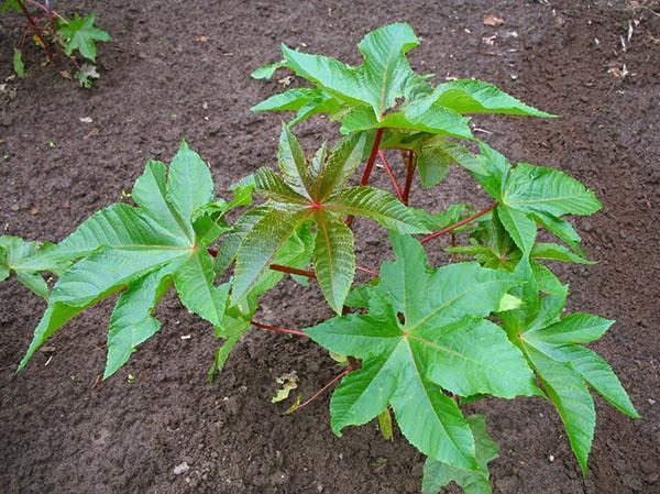 site de plantation de ricin