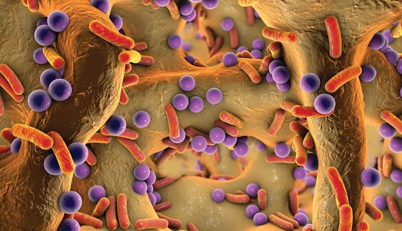 eliminación de sustancias nocivas del cuerpo