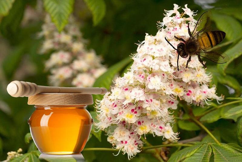 miel de flor de castaño