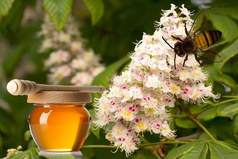 miel de fleur de châtaignier