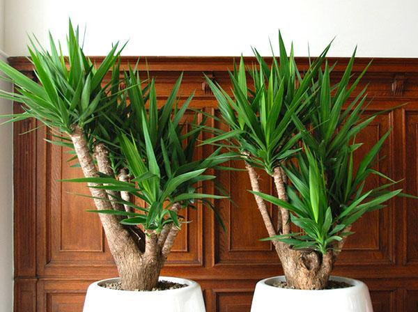 éléphant de yucca