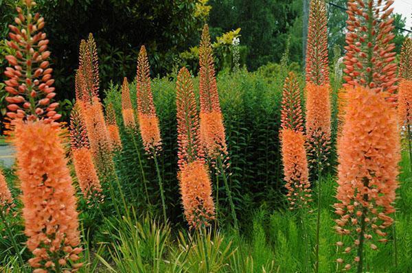 eremurus dans le jardin